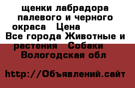 щенки лабрадора палевого и черного окраса › Цена ­ 30 000 - Все города Животные и растения » Собаки   . Вологодская обл.